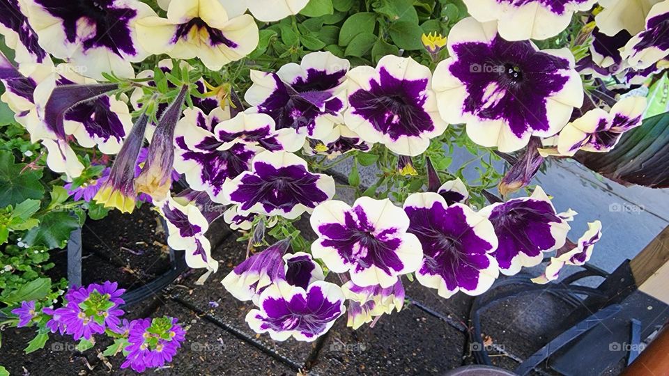 bold purple and white petunia flowers