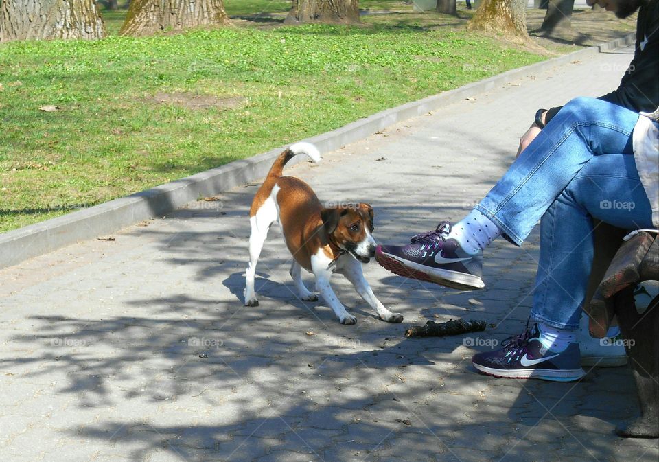 Dog, People, Road, Mammal, One