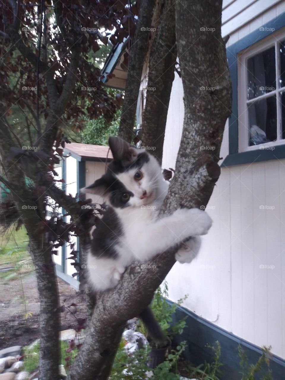 kitten in tree