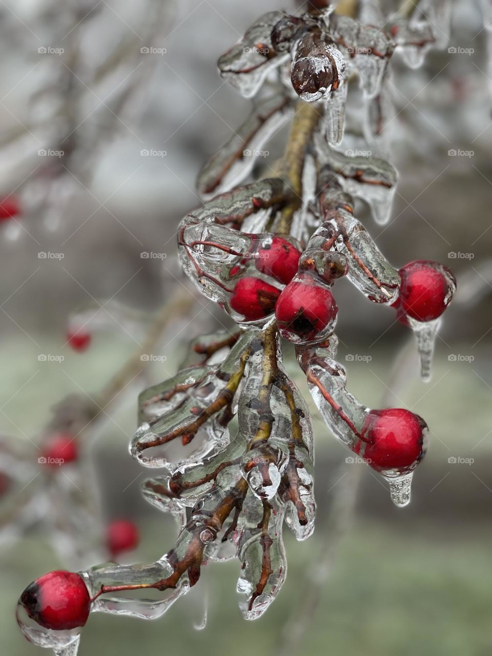 Red berries covered with ice glaze 