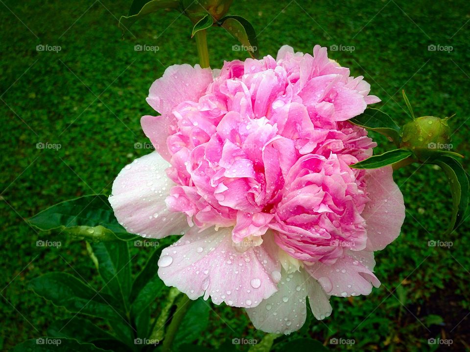 Peony in Bloom. Peony in bloom after the rain