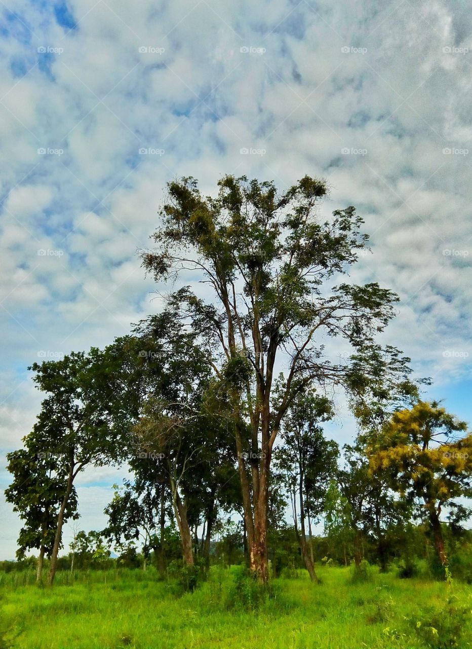 tree,sky