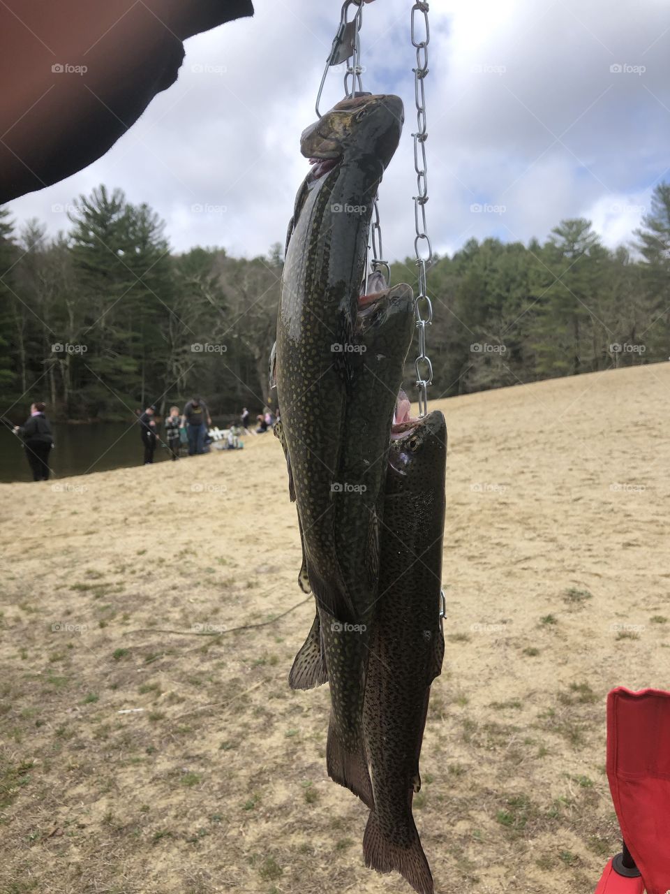 Trout on a stringer 