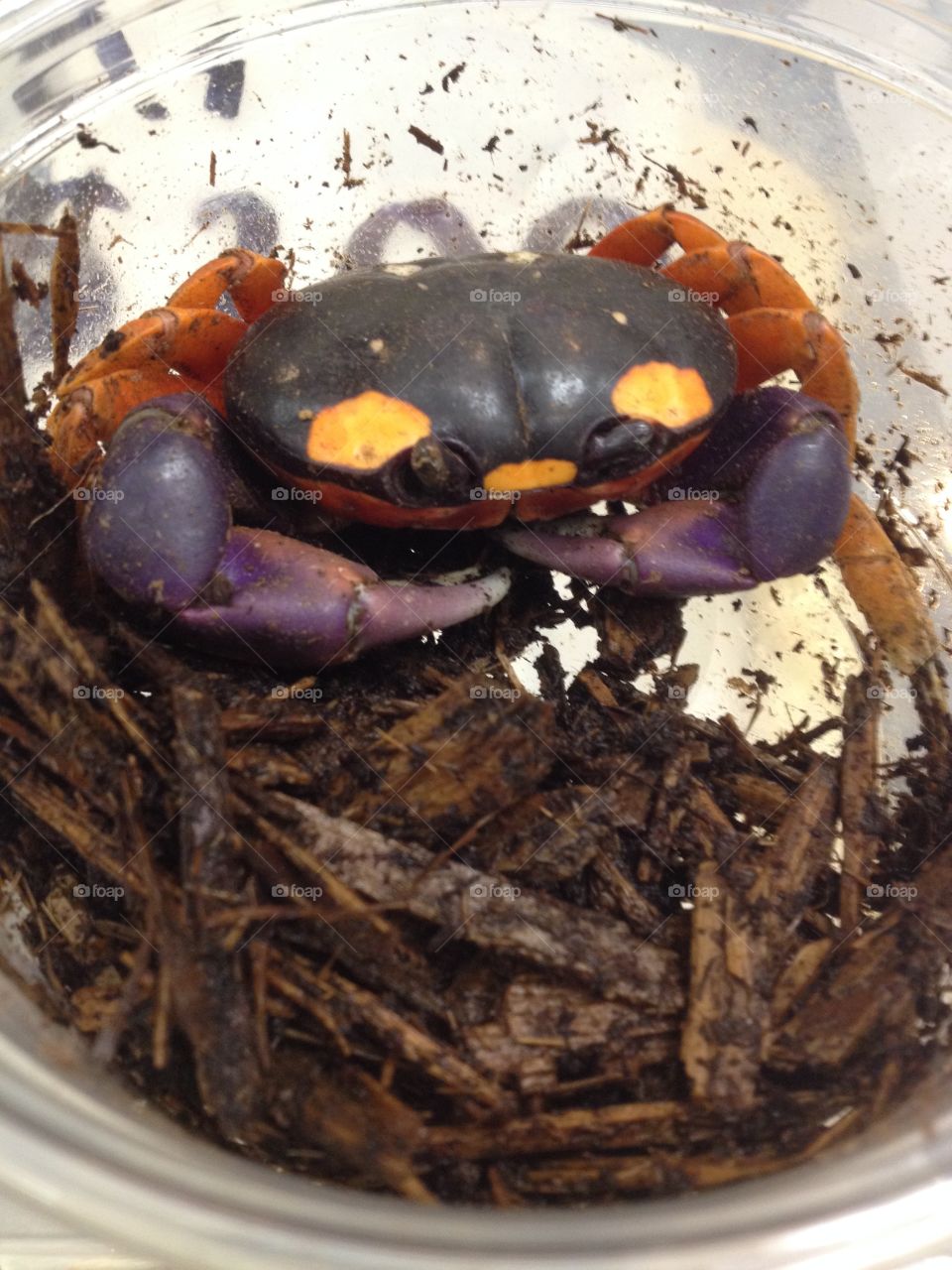 Halloween crab 