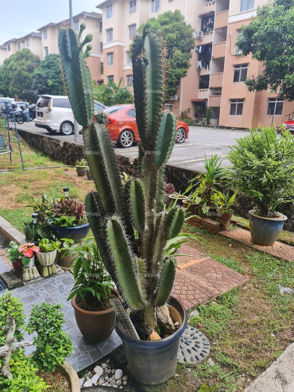 big and tall cactus