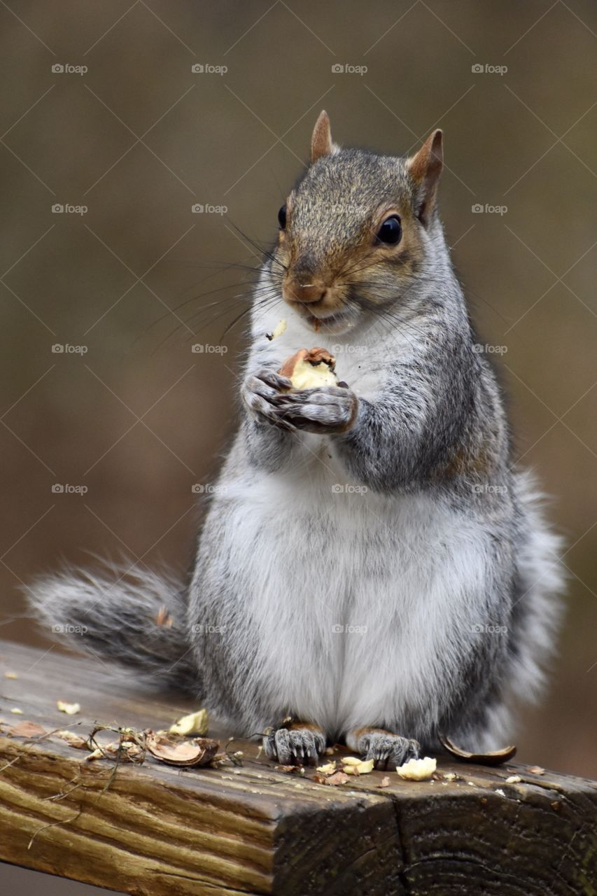 Squirrel Eating Acorn and Making a Mess