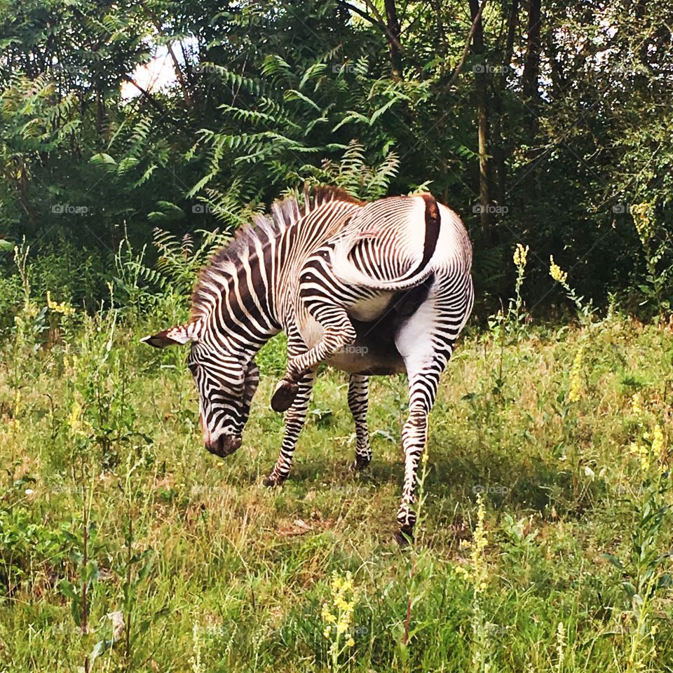 zebra