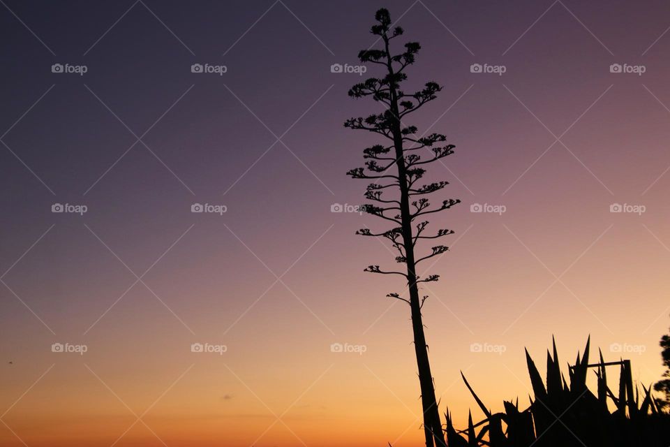 Landscape shot at colorful sunset and the silhouette of agaves
