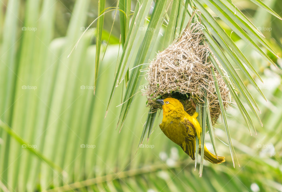 A weaver bird doing some nest renovation
