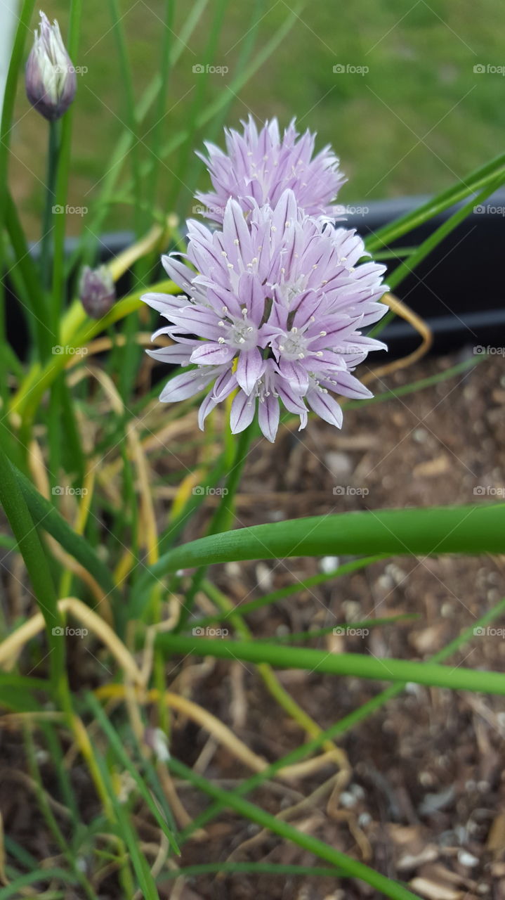 purple chive flower