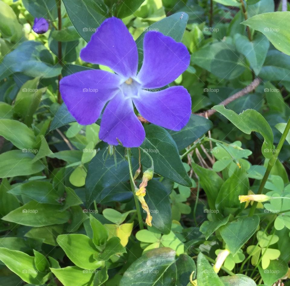 Purple flower  Madeira 