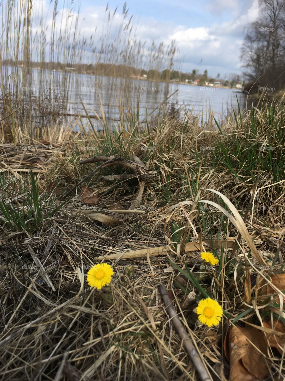 Spring flower