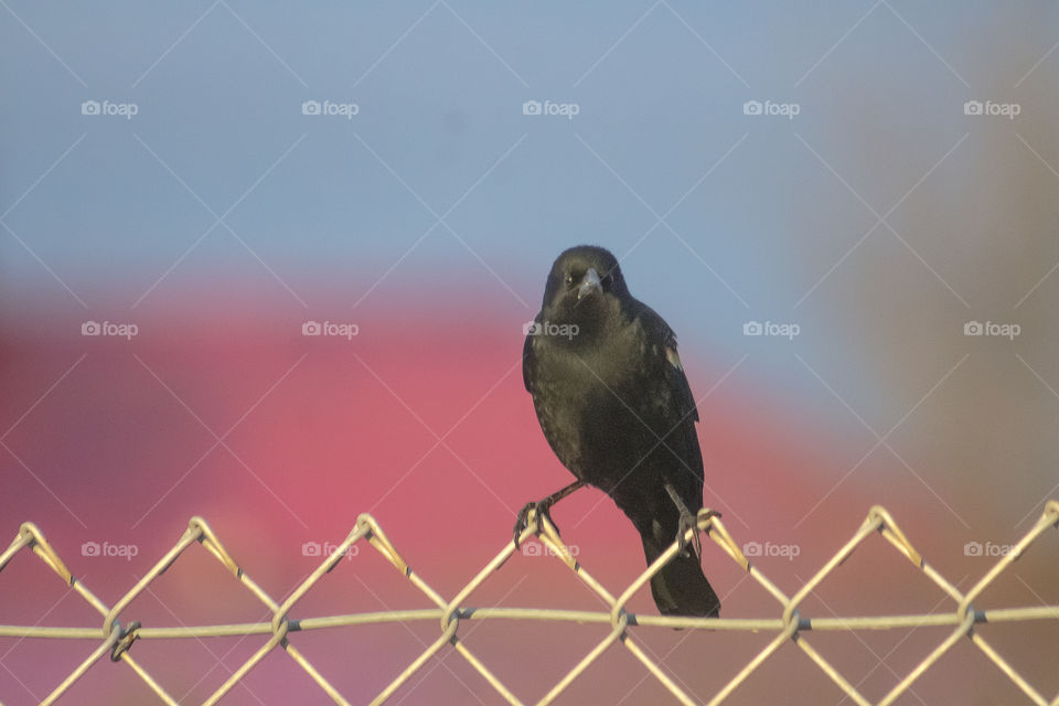 Red-winged Blackbird On Fence