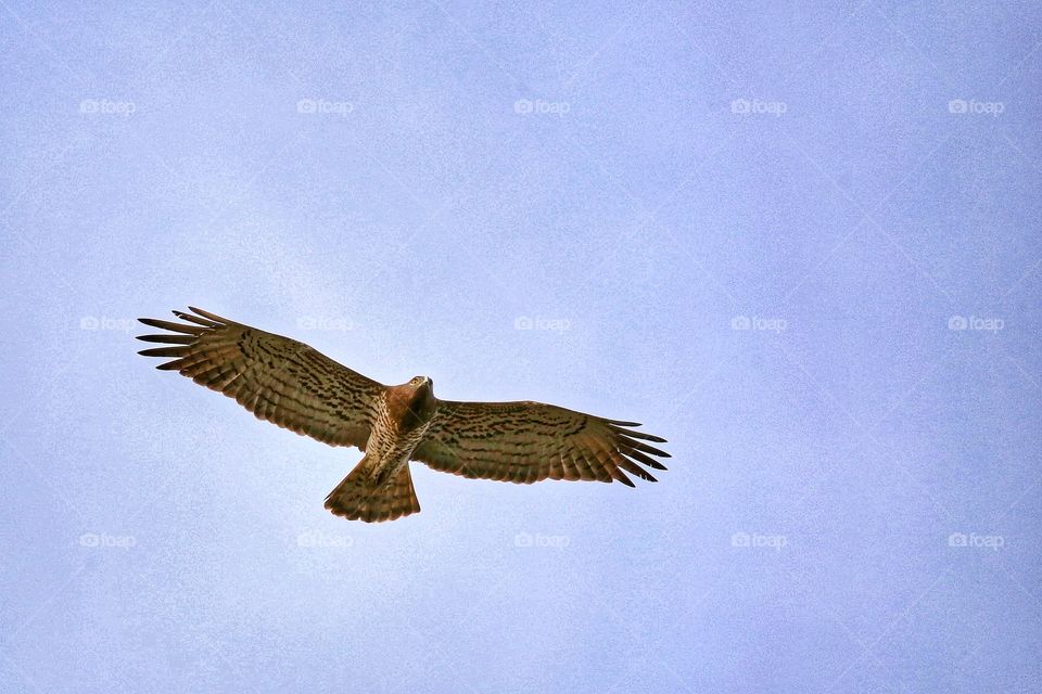 Low angle view of bird flying in sky