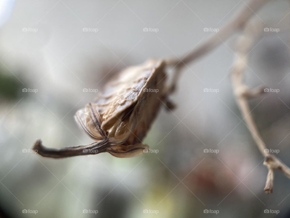 Pollinated; flower to fruit to (hopefully) seeds; dried fruit body in a succulent 