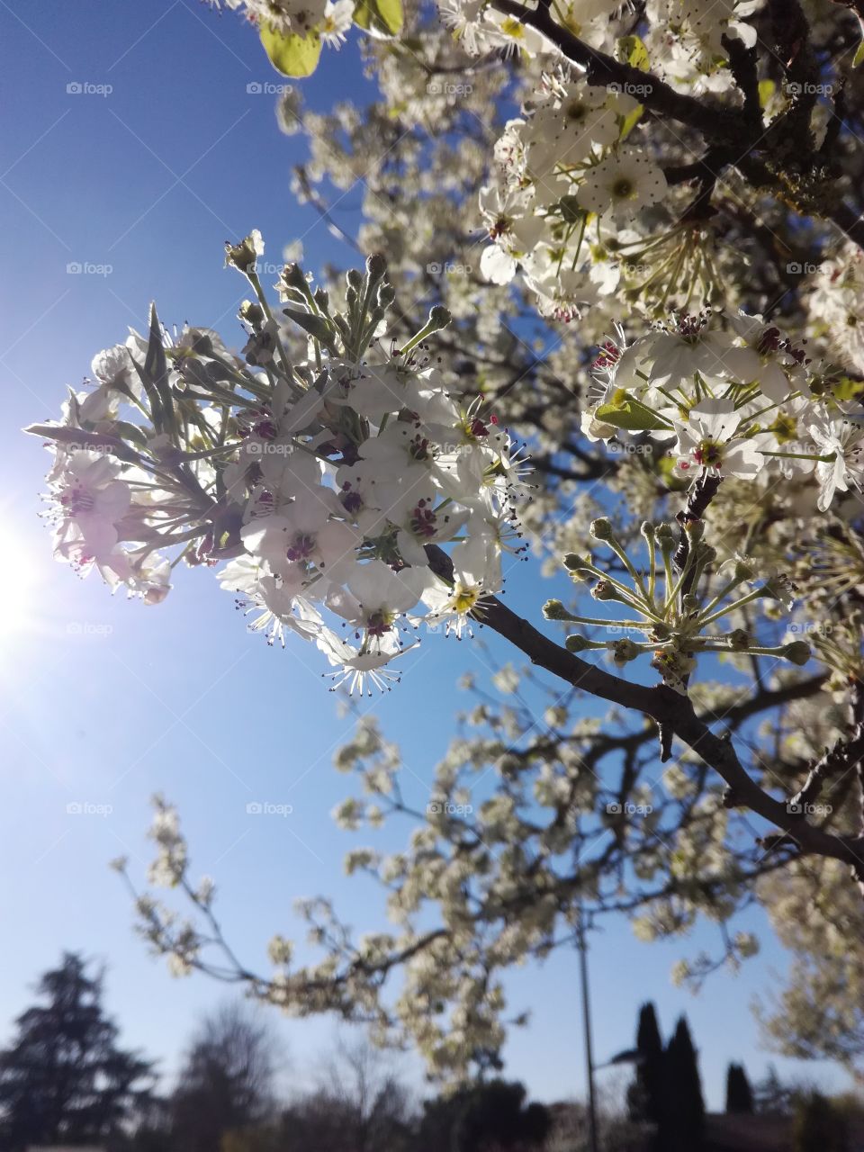 murier platane, fleurs