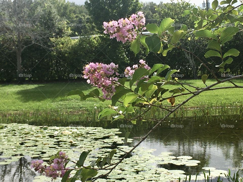 Purple flowers by a pond