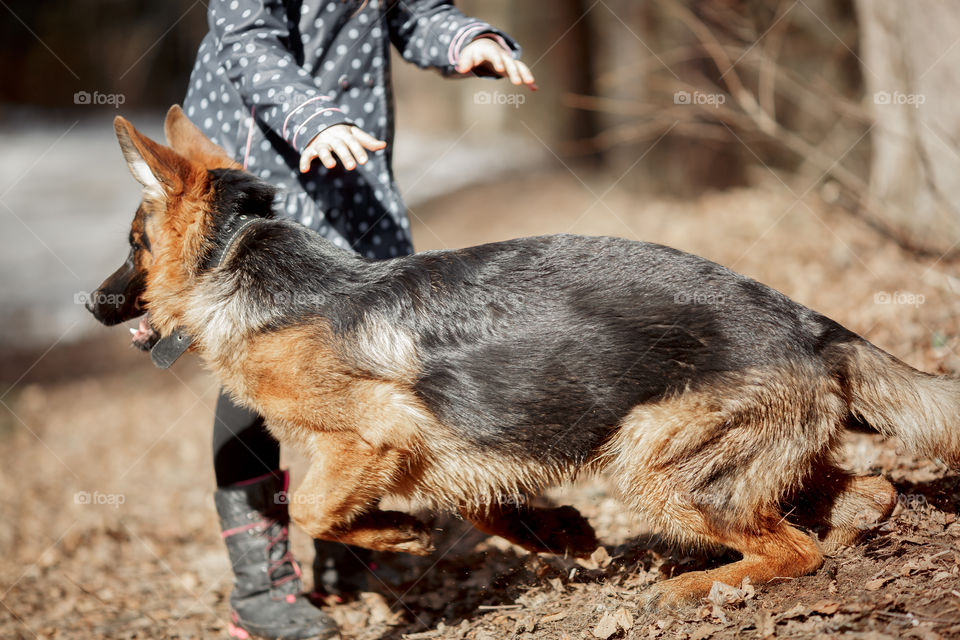 Girl playing with German shepherd 7-th months old puppy in a spring forest at sunny day