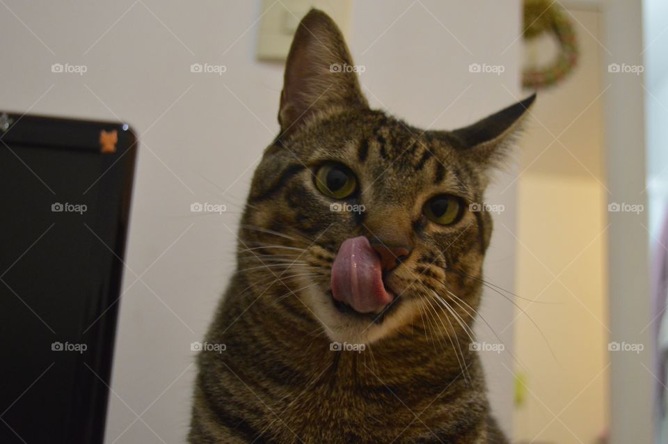 dando banho no narigão 