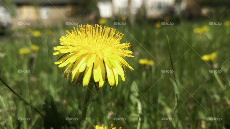 dandelion