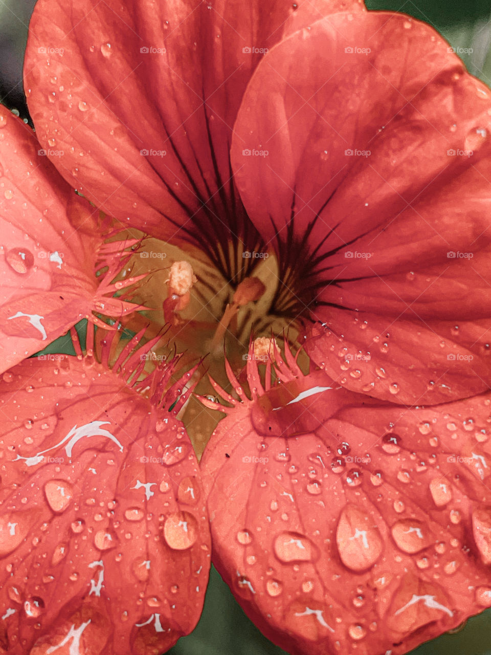 Close up pedals flower flowers leaf rainfall green raindrops waterdrops droplets wet water rain drop outside nature outdoors elements dew dewdrops plant plants leafs Grass splashes phone photography pink