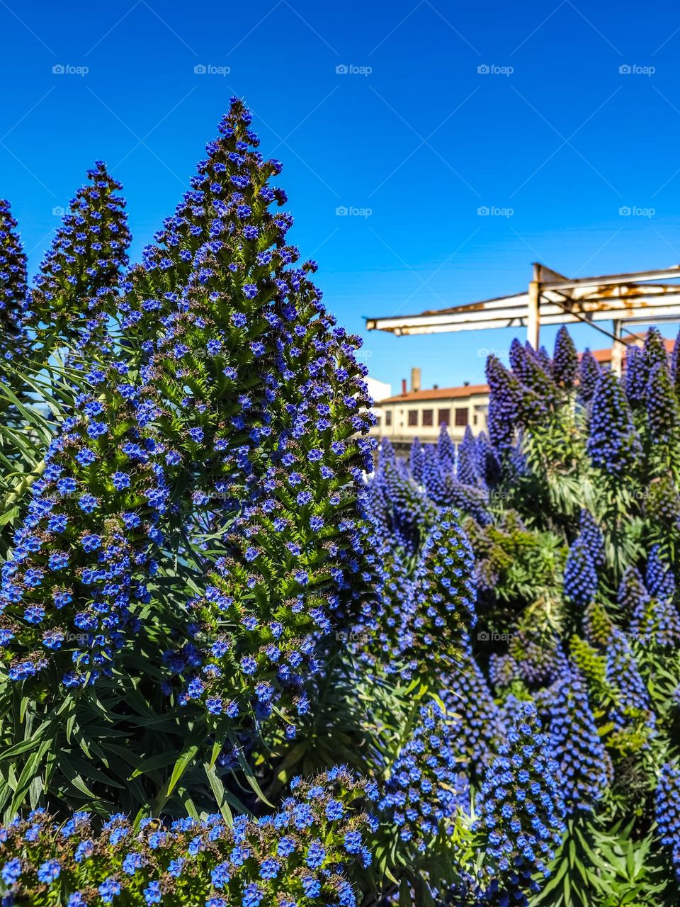 Stunning purple pride of Madeira (echium candicans) blooming in San Francisco California at fort Mason by city yachts with bees and butterflies.