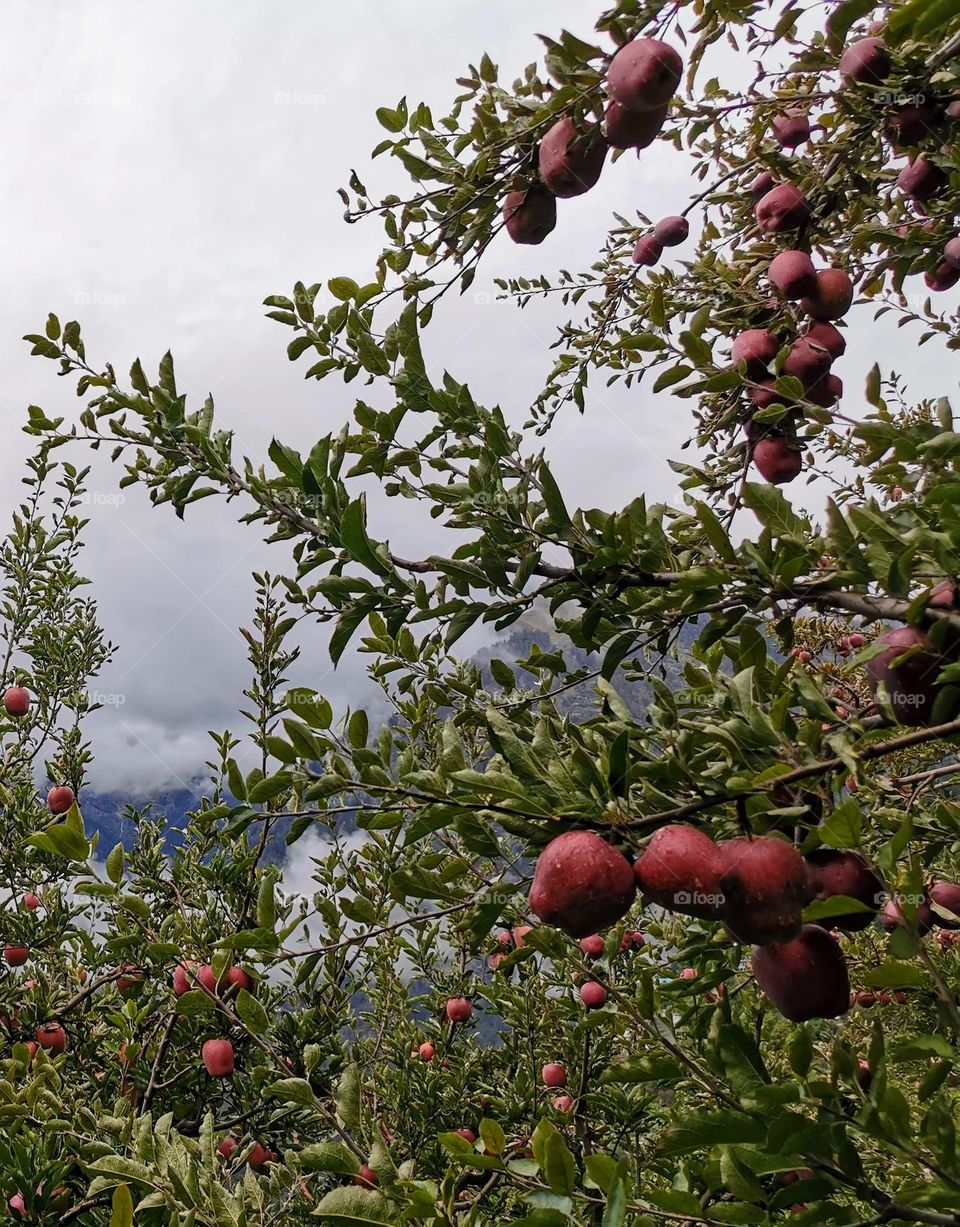 Apple fruit ripens on trees 