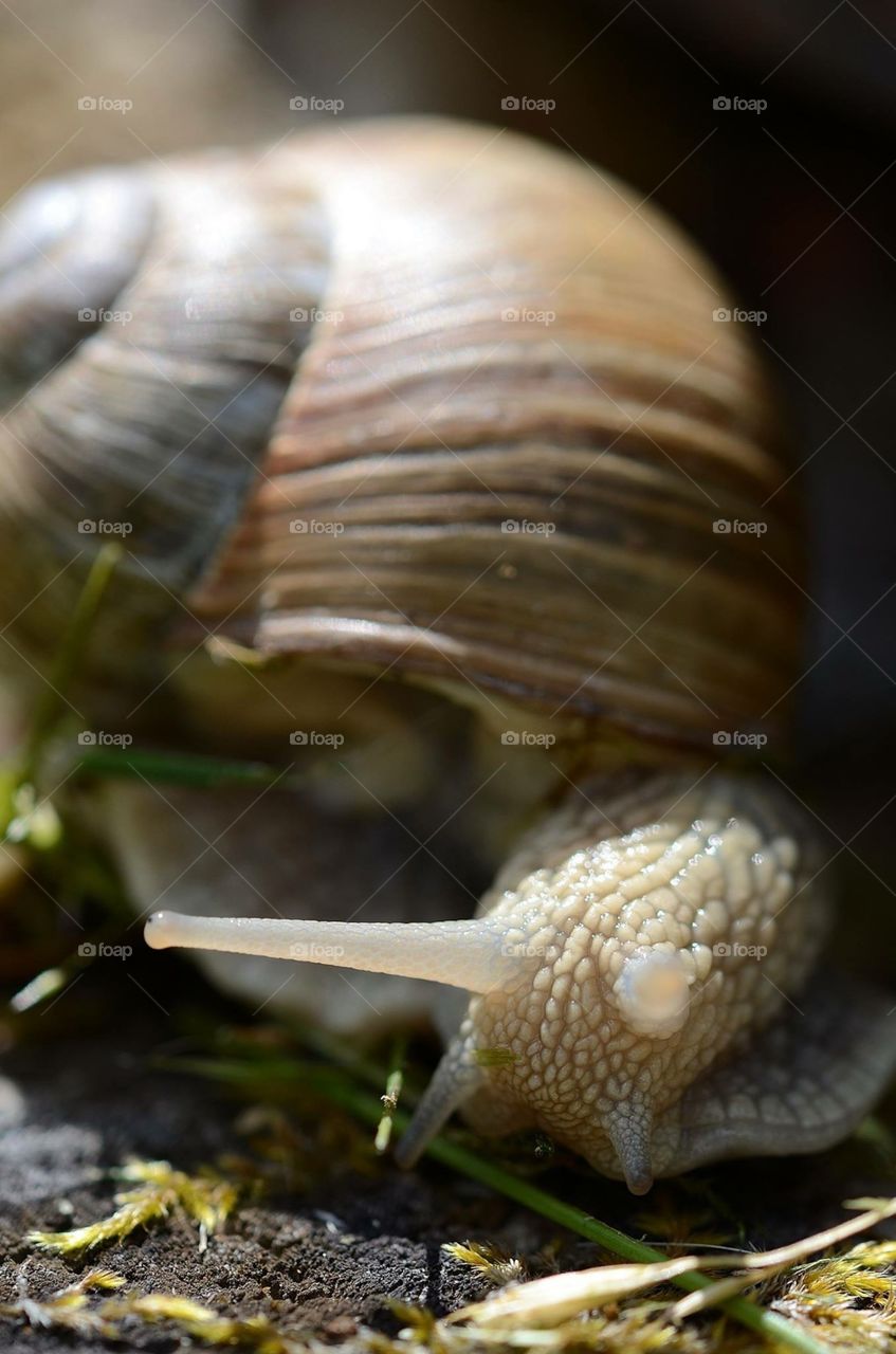 snail