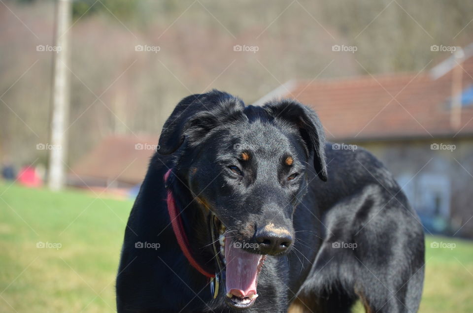 is my black dog laughing? no he is taking a photo in full action yawning with a very funny face