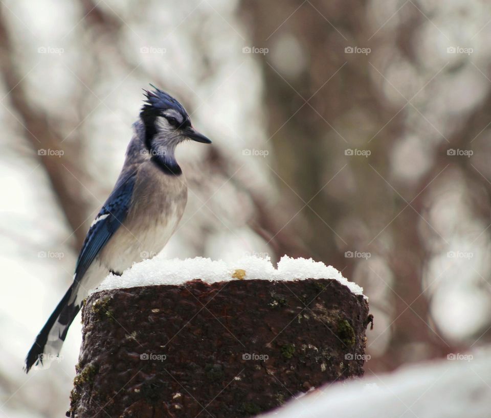 Winter wildlife: Bluejay perched on a stump.