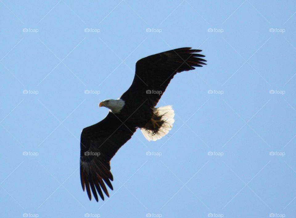 Eagle carrying nesting material