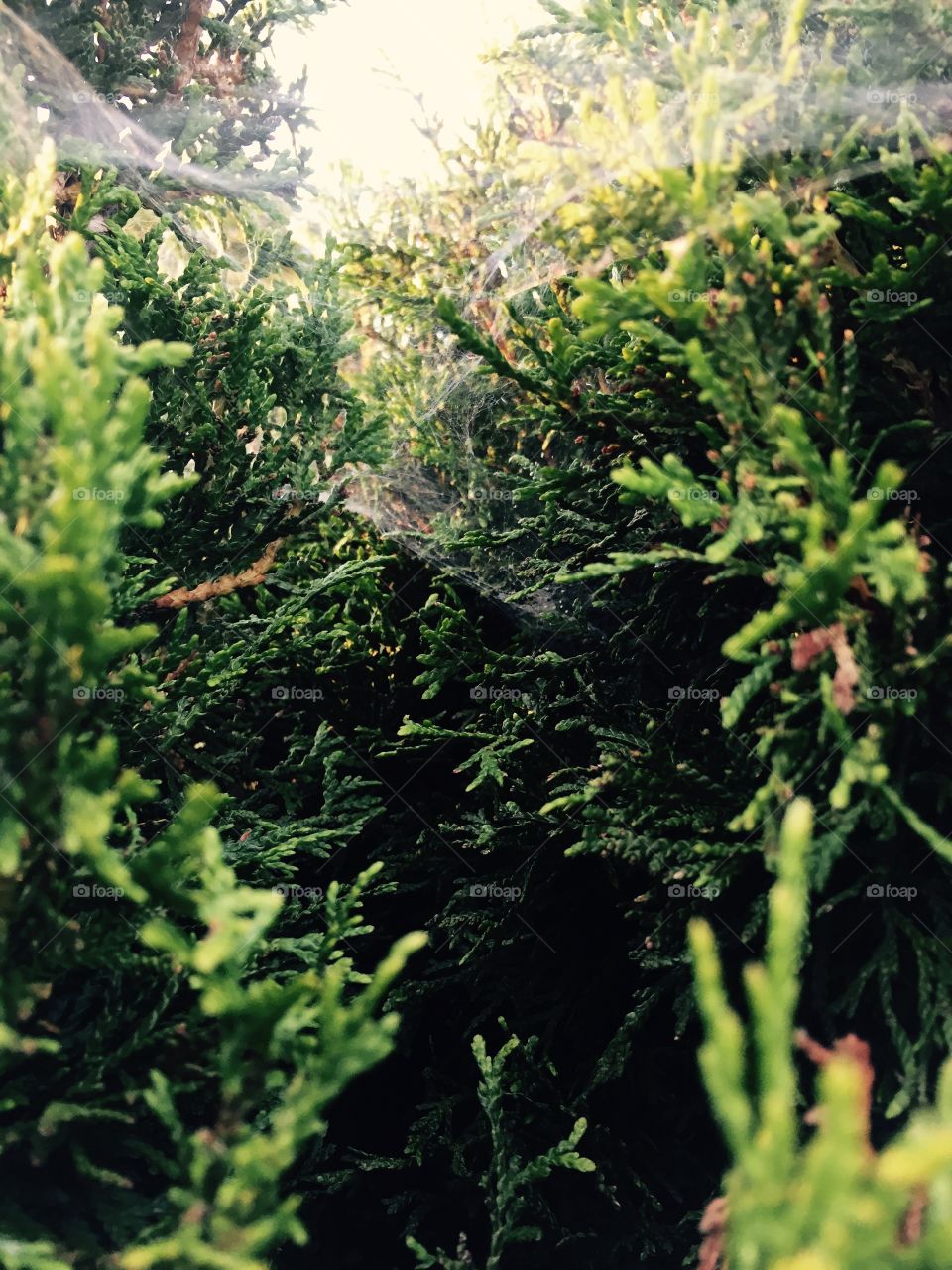 Tree with spider web