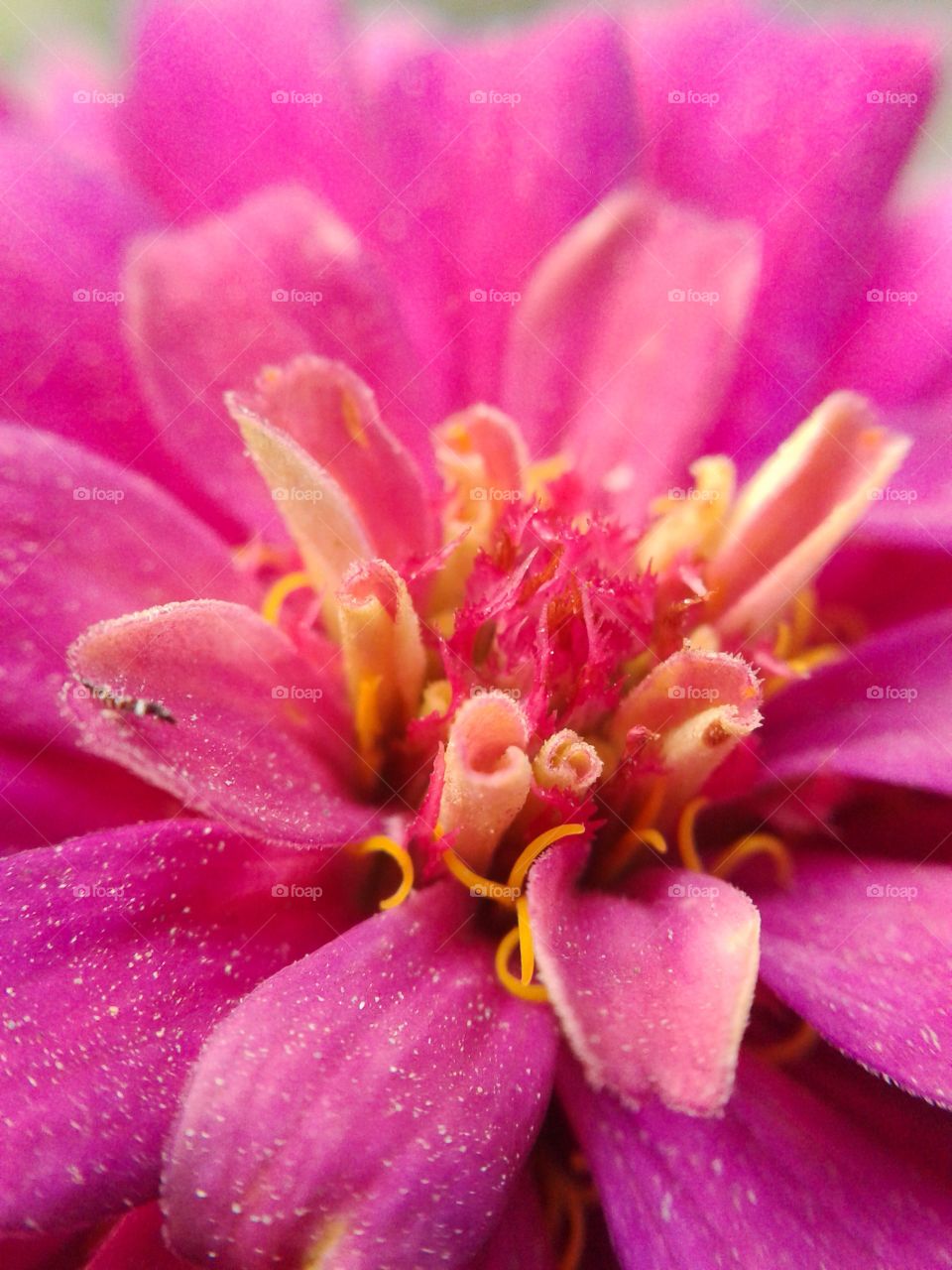 pink zinnia flower. pink zinnta flower macro