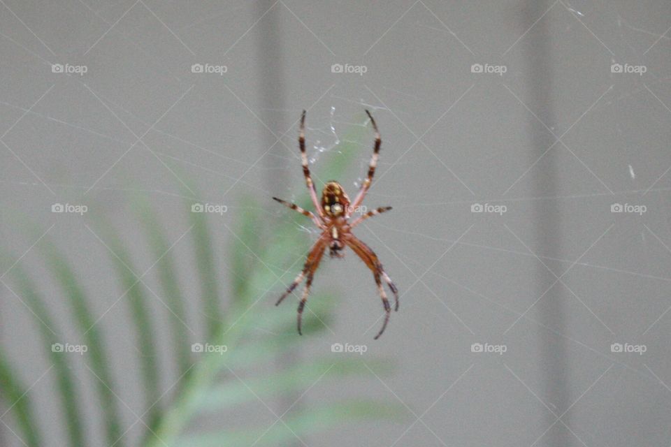 Spider