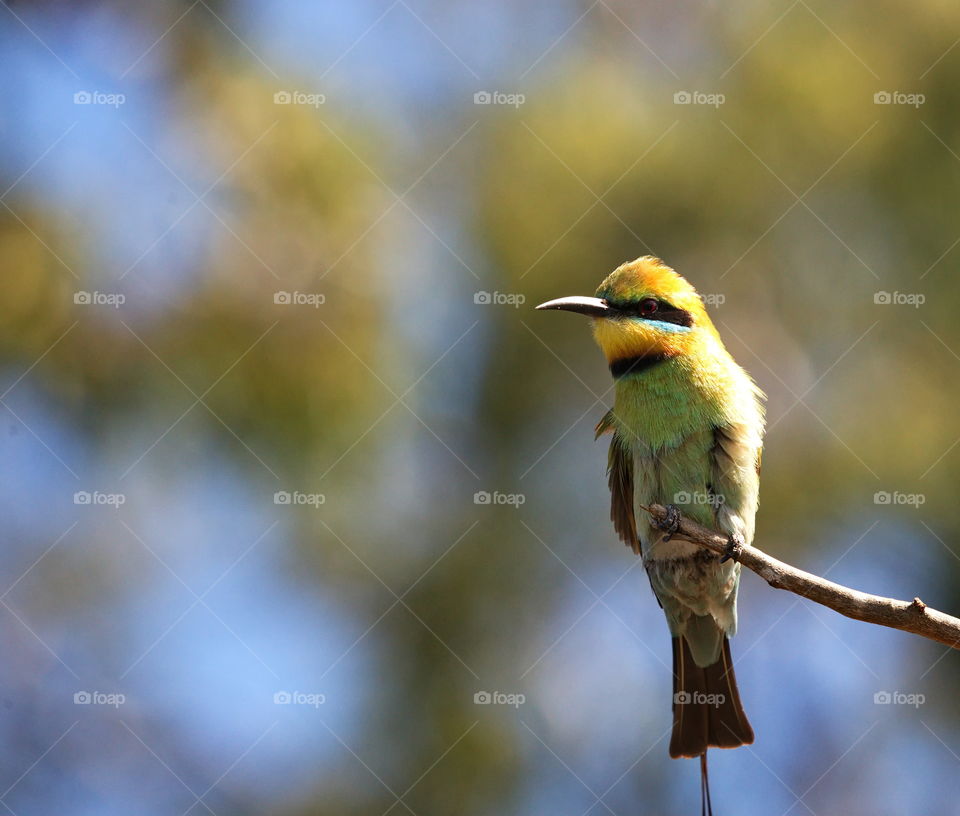 Rainbow Bee-eater