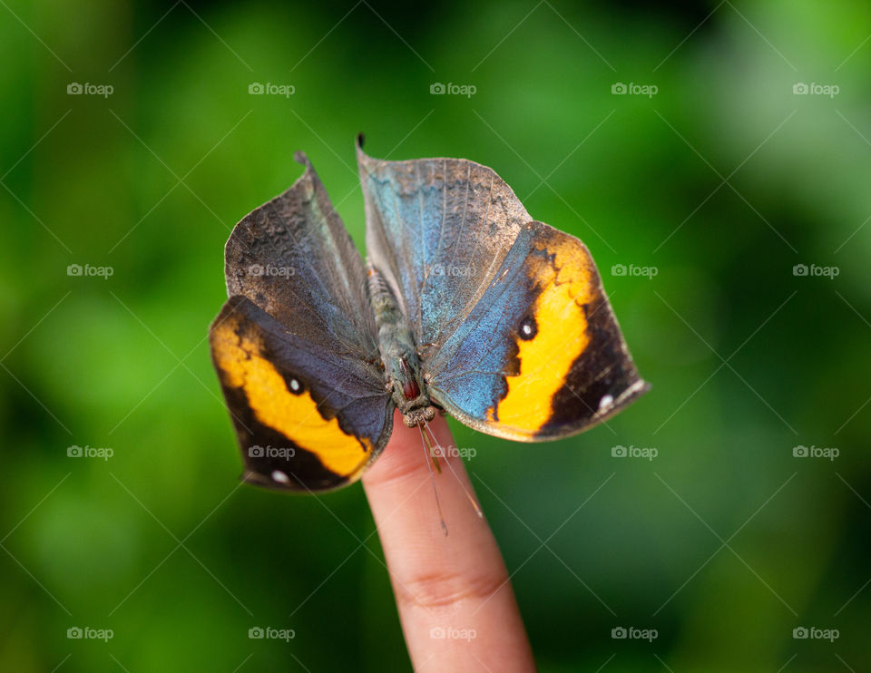 Butterfly landed on the tip of the finger