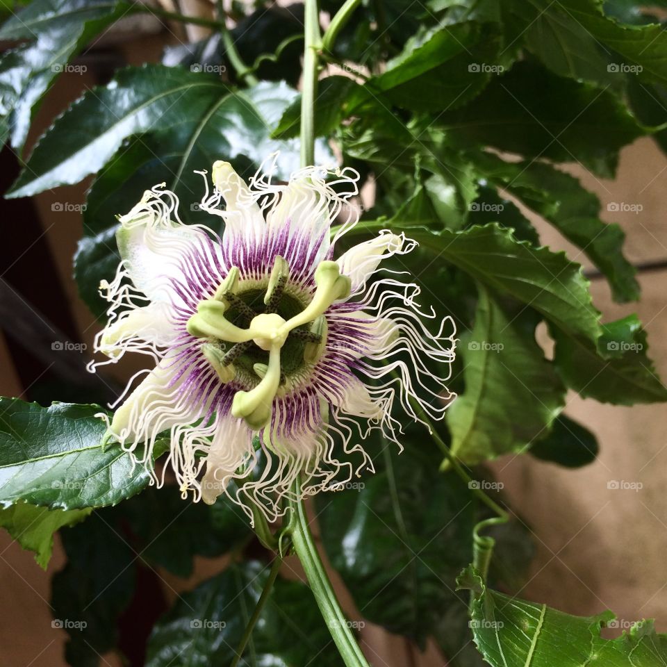 Passion flower bloossoming