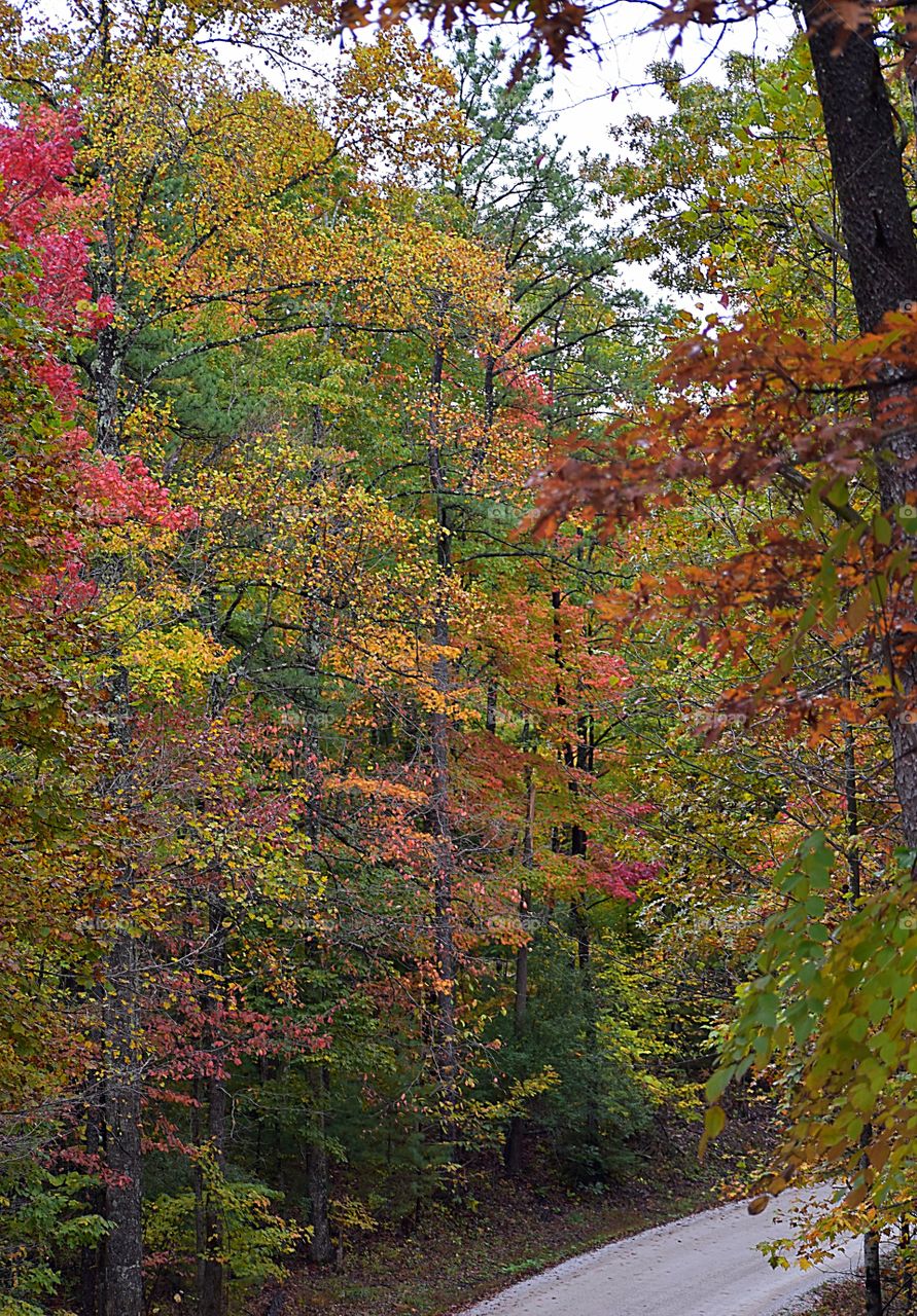 The colors of fall in the mountains of Kentucky 