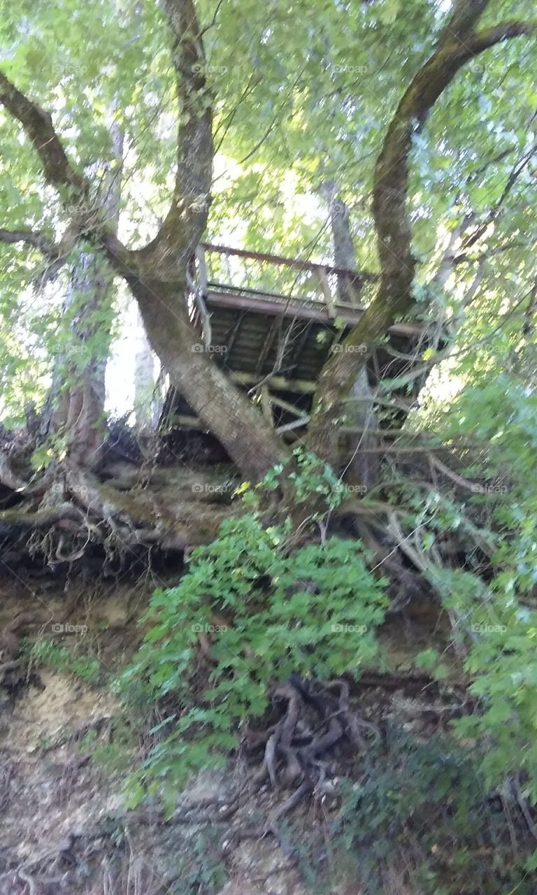 tree house