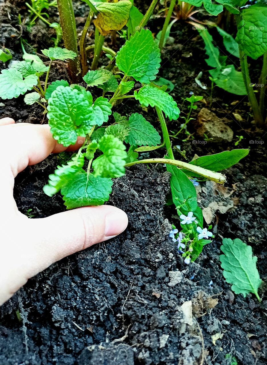 seedling planting