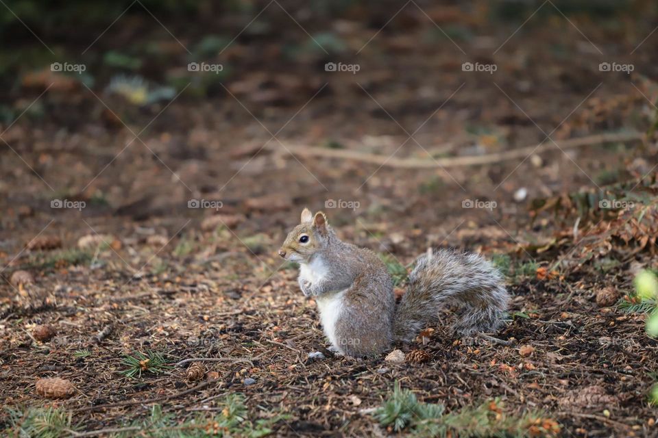 Squirrel 