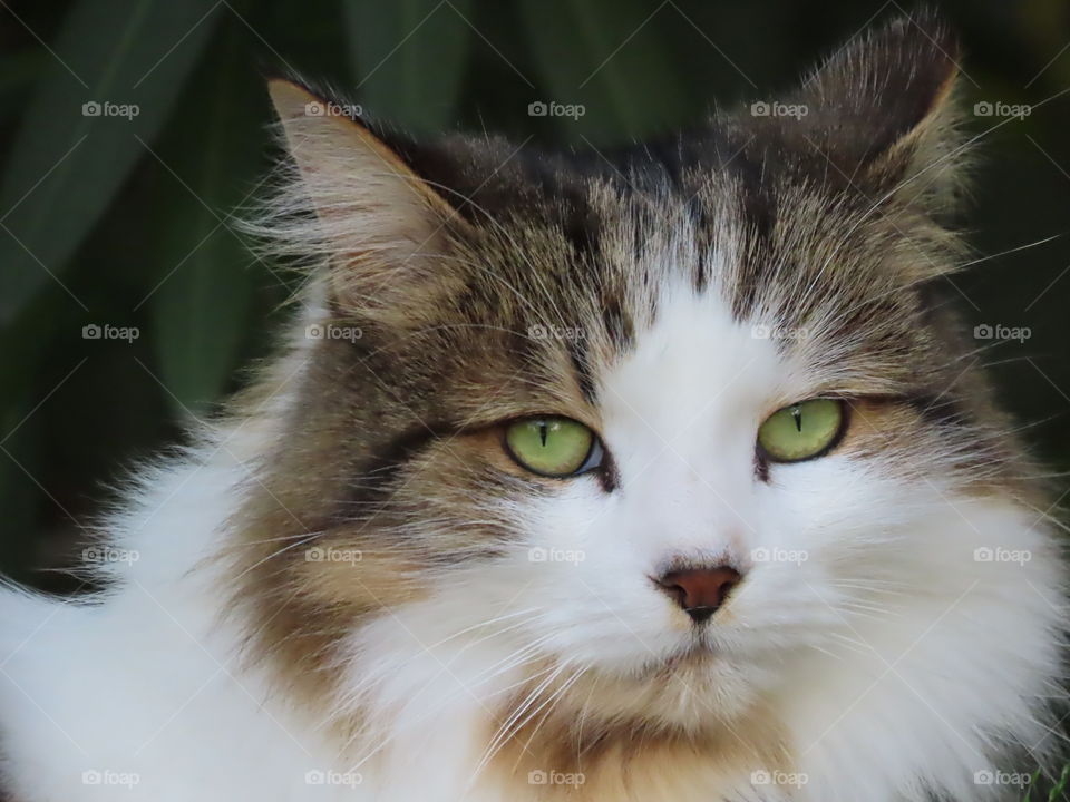 Cute fluffy cat staring at the camera with bright green eyes.