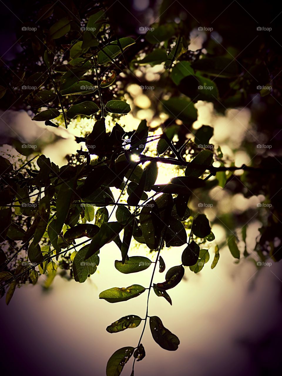 Sunlight passing through the leaves