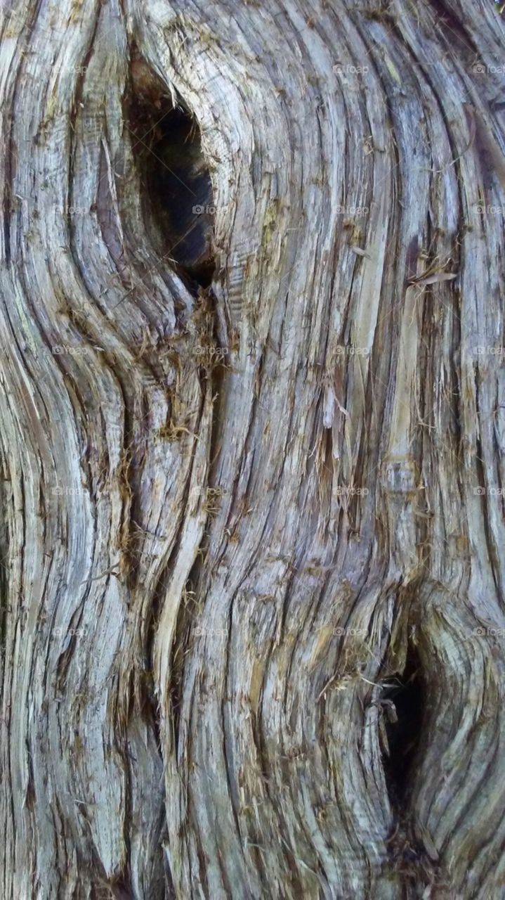 bark