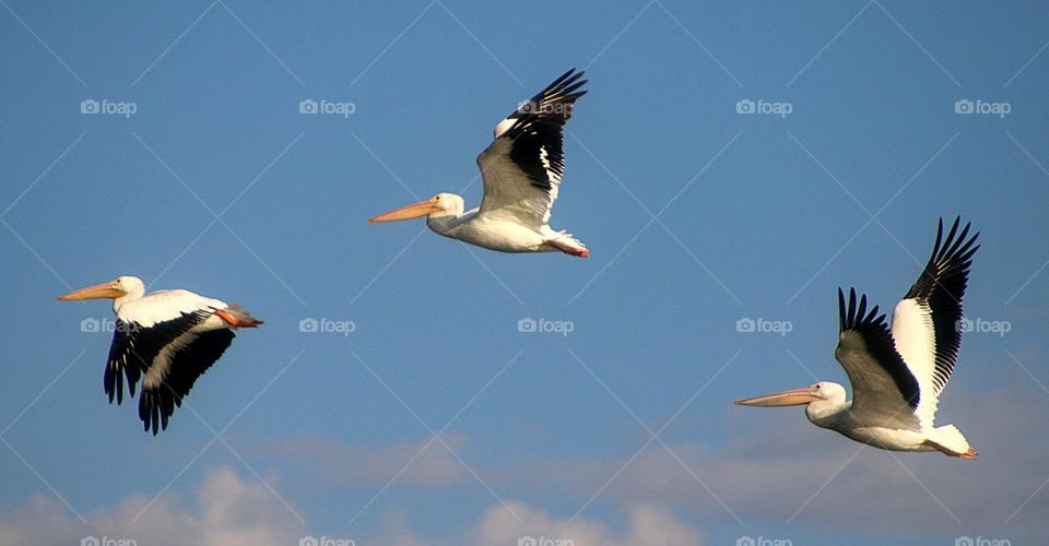 Three Pelicans in Flight