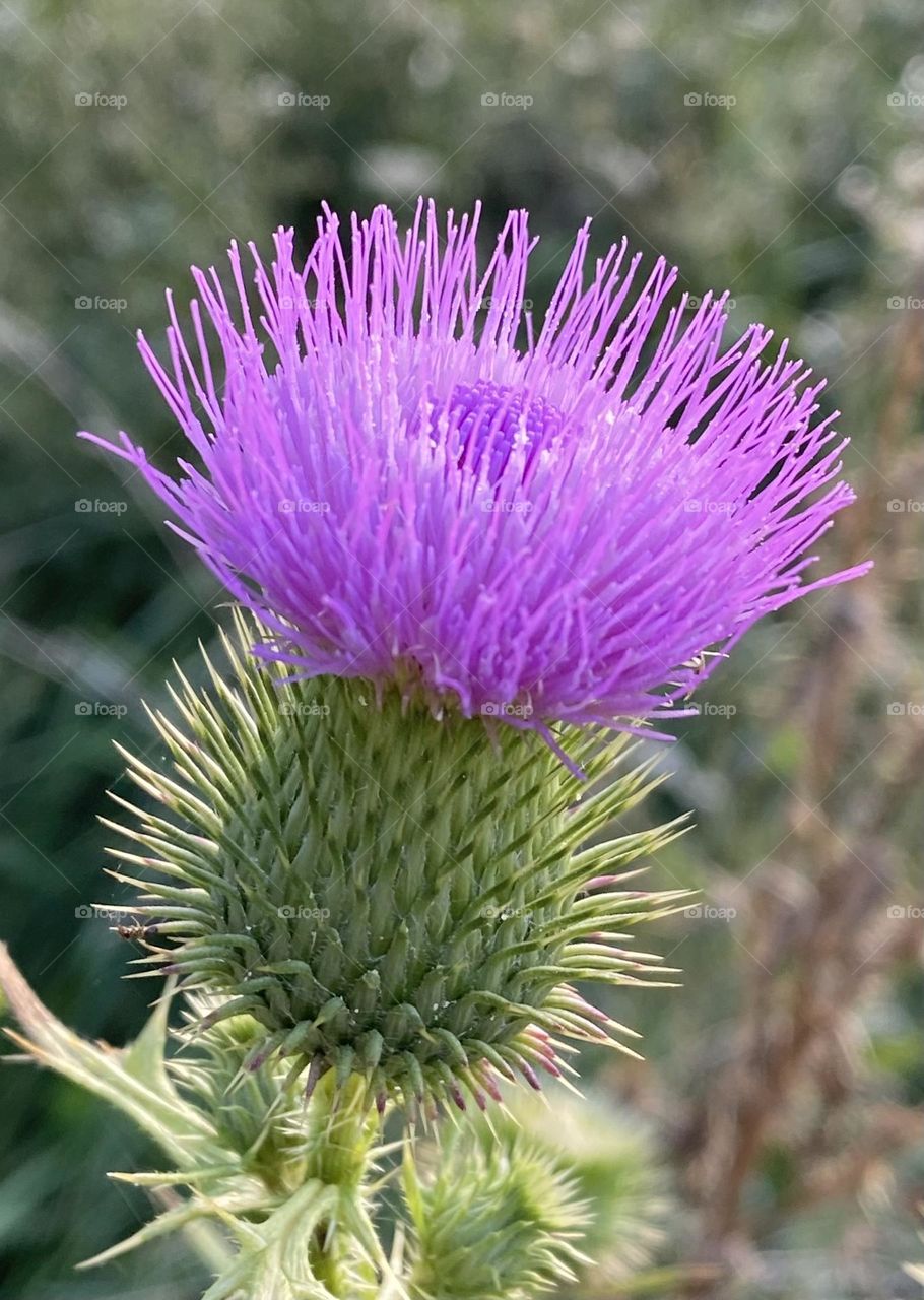 Thistle in bloom