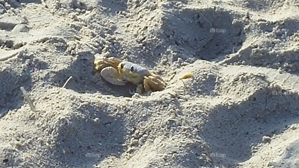 Crabbie. Crab on the shores of the Outer Banks
