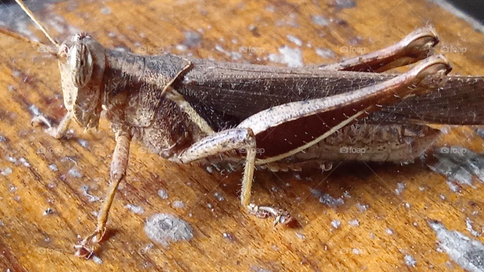 insetos Grilo de grama