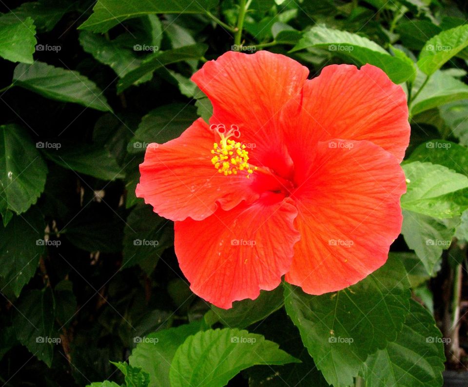 Hibiscus Flower