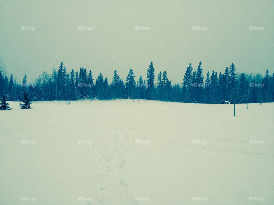 Northern Alberta Field in Winter
